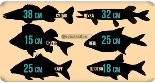 Какую рыбу ловит Россия. Желанный улов: рыбак рассказал, какую рыбу больше всего любят ловить в России 05 Какую рыбу ловит Россия. Желанный улов: рыбак рассказал, какую рыбу больше всего любят ловить в России 05