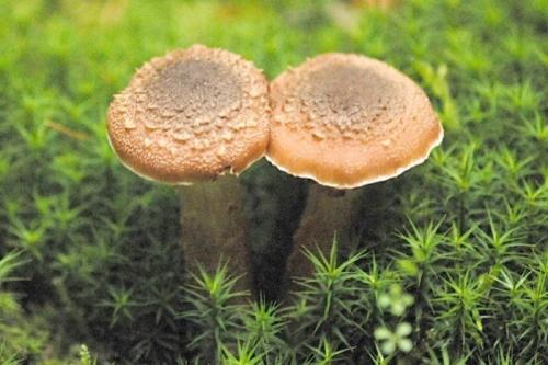 Каковы самые безумные факты о нашей планете, которые вы знаете. Странные, очень странные факты о нашей планете, которые знает не каждый