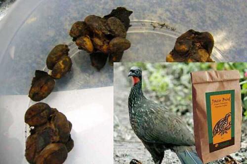 7 странных видов кофе. 8 видов странного и отвратительного кофе, которые доставят вам удовольствие