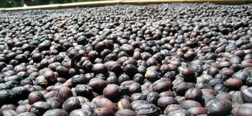 Необычные названия кофе. Лучшие сорта кофе