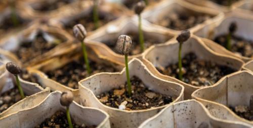 Сорта кофе по странам. Какие сорта кофе предпочитают гурманы