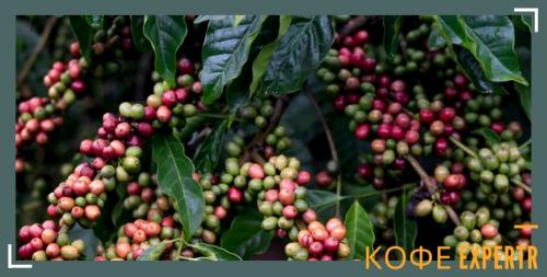 Виды кофе и их отличия. Виды кофе по сортам и типам приготовления