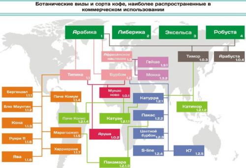 Какие виды кофе бывают и как их готовить. Виды и сорта кофе