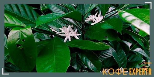 Таблица видов кофе. Виды кофе по сортам и типам приготовления