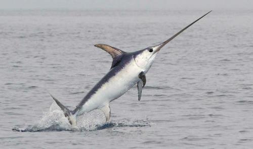 Какое животное является самым быстрым в мировом океане. Самая быстрая рыба в мире
