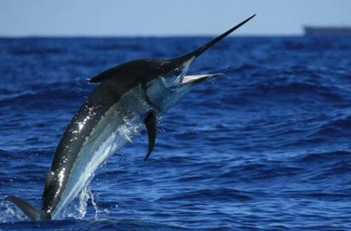 Какое животное является самым быстрым в мировом океане. Самая быстрая рыба в мире