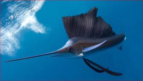 Какое животное является самым быстрым в мировом океане. Самая быстрая рыба в мире