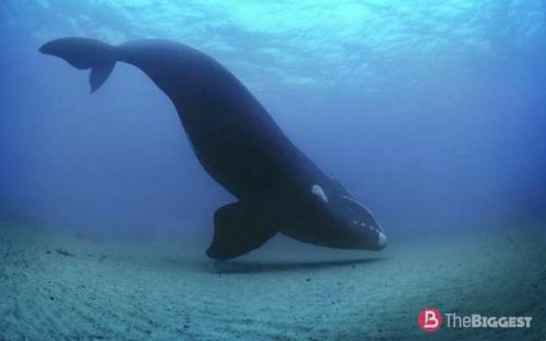Что такое самый большой жирный кит в мире. Самые большие киты планеты. ТОП-10