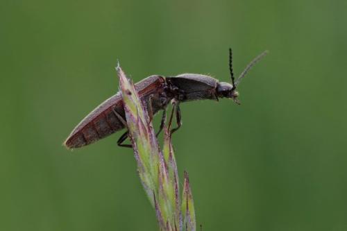 Какое животное может прыгать на высоту до 2 метров. Разгон для слабаков: чемпионы живой природы по прыжкам в высоту