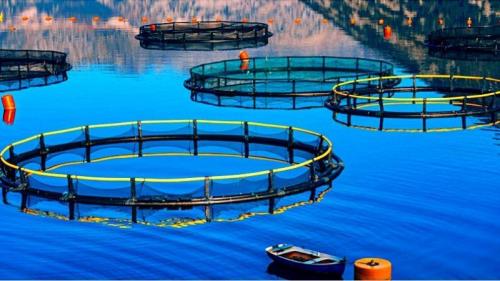 Какие виды рыбы наиболее полезны для здоровья. Дикая рыба и фермерская рыба, какую выбрать