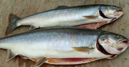 Какую рыбу до сих пор не выращивают люди и почему. Какую рыбу не выращивают искусственно на фермах? 02 Какую рыбу до сих пор не выращивают люди и почему. Какую рыбу не выращивают искусственно на фермах? 02