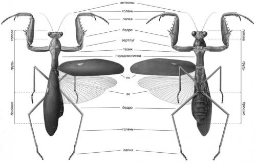 Каковы основные особенности строения богомола. Как выглядит: строение и характеристика богомола