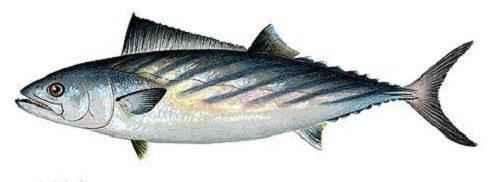 Удивительные факты о морских обитателях 04 Удивительные факты о морских обитателях 04