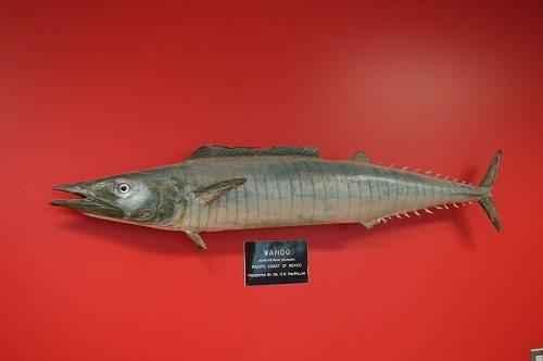 Подводный мир: 25 фактов, которые могут шокировать вас 02