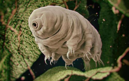 Удивительные факты о морских обитателях 05 Удивительные факты о морских обитателях 05