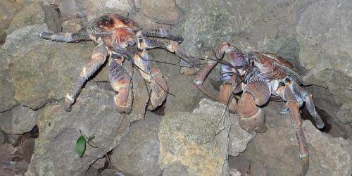 Какие виды ракообразных могут быть найдены в океане. Пальмовый вор (кокосовый краб)