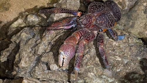 Какие виды ракообразных могут быть найдены в океане. Пальмовый вор (кокосовый краб)