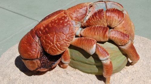 Какие виды ракообразных могут быть найдены в океане. Пальмовый вор (кокосовый краб)