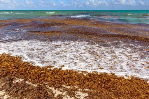 Какие растения можно найти в океанах. Какие растения живут в океане?