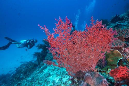 Какие растения можно найти в океанах. Какие растения живут в океане?