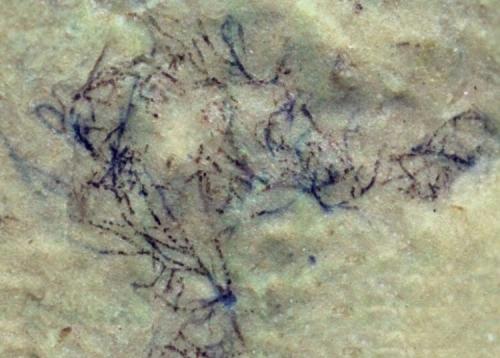 Какие растения могут быть найдены в океане. Найдены окаменелости одних из самых древних водорослей, возрастом более одного миллиарда лет