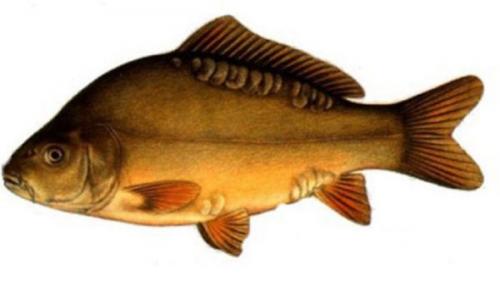 Какой вид карповых является самым большим. Виды и породы