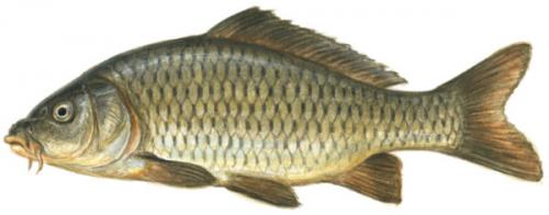 Какой вид карповых является самым большим. Виды и породы