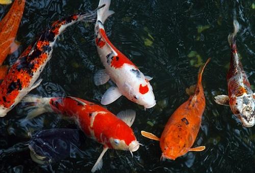 Какие особенности имеют карповые, отличающие их от других рыб. Особенности семейства карповых