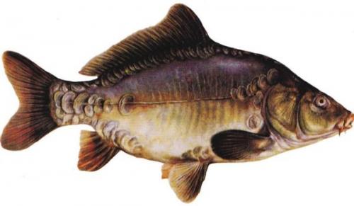 Какой вид карповых является самым большим. Виды и породы