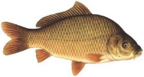 Какой вид карповых является самым большим. Виды и породы