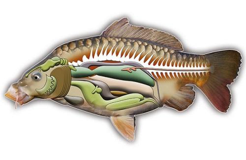 Какие особенности имеют карповые, отличающие их от других рыб. Особенности семейства карповых