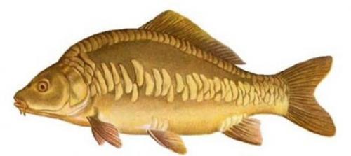 Какой вид карповых является самым большим. Виды и породы