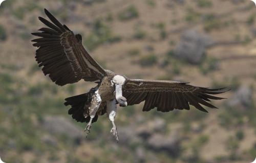Какие птицы могут летать на высоте более 9000 метров. Самые высоко летающие птицы