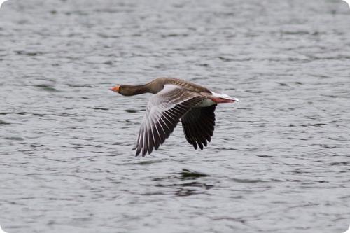 Какие птицы могут летать на высоте более 9000 метров. Самые высоко летающие птицы