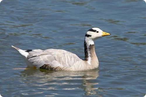 Какие птицы могут летать на высоте более 9000 метров. Самые высоко летающие птицы