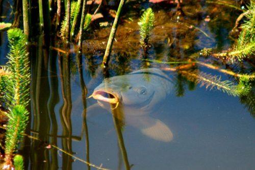 Какие методы рыбалки могут быть наиболее эффективными в июне. Рыбалка в июне