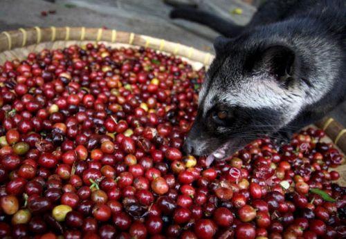 Элитные сорта кофе. Лучшие сорта кофе