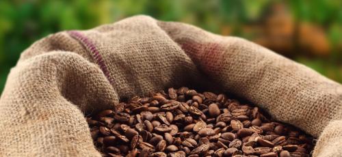 Лучшие сорта кофе названия. Какие существуют сорта кофе