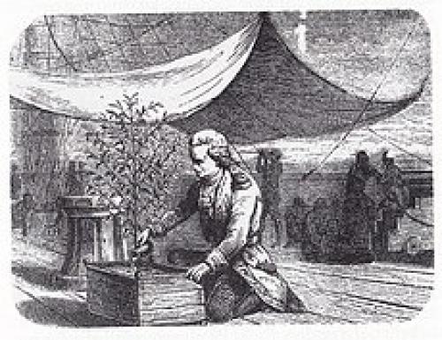 Сорта и виды зернового кофе. Основные сорта кофе 05