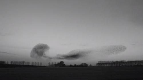 Можете ли вы рассказать о каких-либо удивительных фактах о растениях