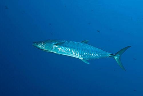 Какое животное является самым быстрым в мировом океане. Самая быстрая рыба в мире