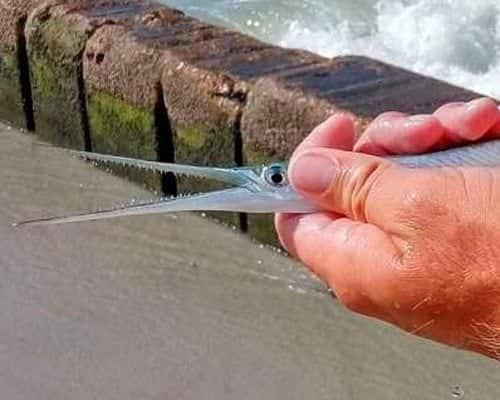 Какие виды рыб можно поймать на Черном море с берега. Разнообразие улова