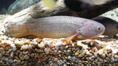 Интересные факты о рыбах для детей. Методы передвижения