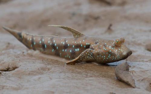 20 самых редких и красивых рыб. Редкие речные рыбы