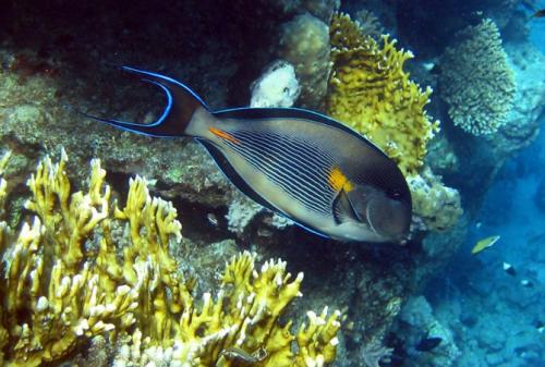 Топ-10 самых редких рыб в мире. Топ-10 самых красивых и необычных рыб планеты