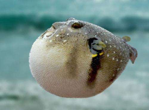 Самая дорогая рыба в мире. Придется отдать немалые деньги: ТОП 8 дорогих рыб