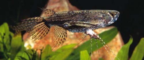 Топ-10 самых редких рыб в мире. Топ-10 самых красивых и необычных рыб планеты