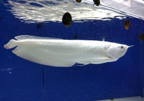 Самая дорогая рыба в мире. Придется отдать немалые деньги: ТОП 8 дорогих рыб