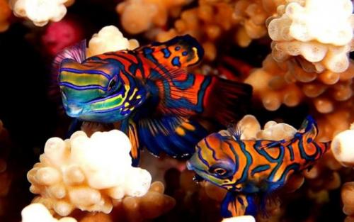 Топ-10 самых редких рыб в мире. Топ-10 самых красивых и необычных рыб планеты