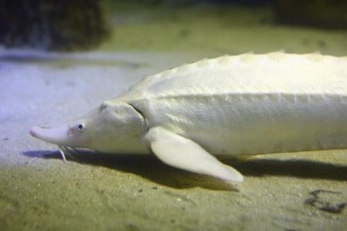 Самая дорогая рыба в мире. Придется отдать немалые деньги: ТОП 8 дорогих рыб